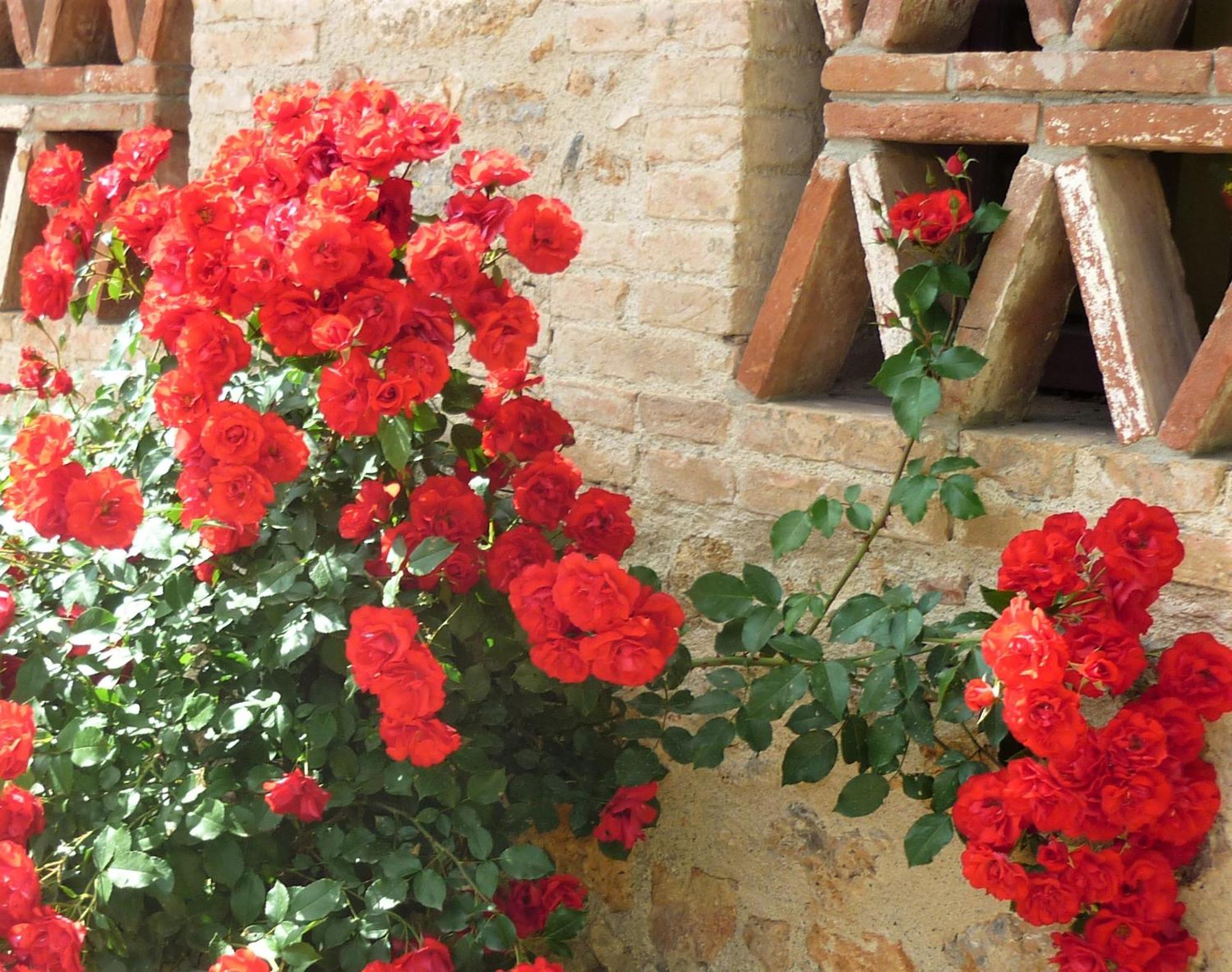 Fattoria Agriturismo Nerbona Casole dʼElsa Exterior foto